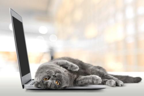 パソコンの上にいる猫