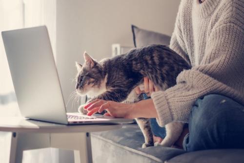 仕事のジャマをする猫