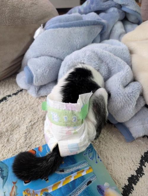 毛布に頭を入れるモナちゃん