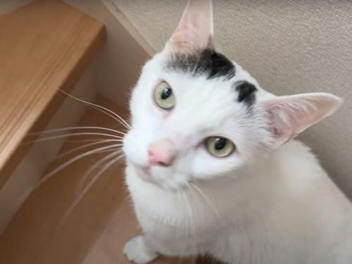 階段に居る猫