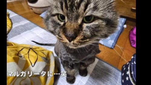テロップ「マルガリータに」