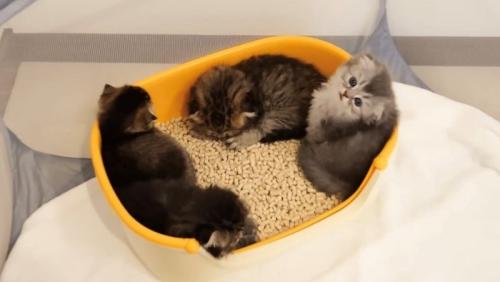 トイレの中に猫団子