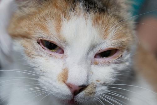 結膜炎にかかった猫
