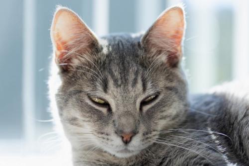 ゆっくりまばたきする猫