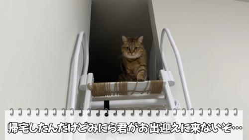 お出迎えに来ない
