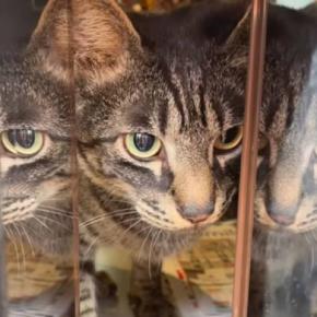 出社しなきゃなのに…外からポストを覗いてみると→猫の『可愛すぎる行動』が146万再生「勢い凄くて笑った」「マッハ4くらい出てる」
