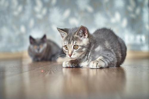 好奇心旺盛な子猫