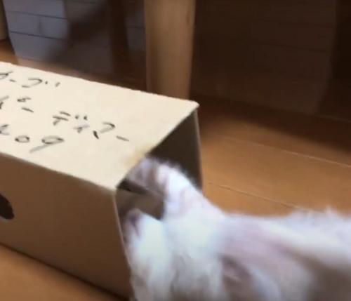 落ちた猫