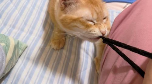 目を細める猫