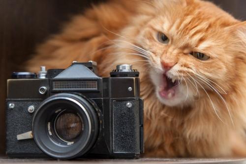 カメラに威嚇する猫