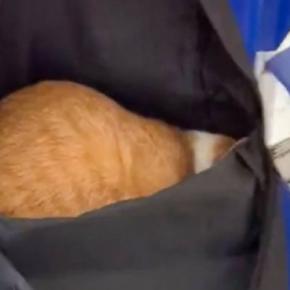 どうぶつ病院にやってきた飼い主→かばんの中で丸くなっていた猫に『声をかけたときの反応』が……「硬い意思w」「めちゃ笑った」と13万いいね