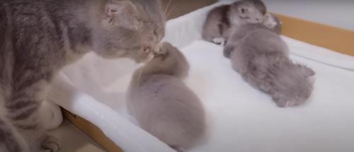 子猫をなめる親猫%%お手入れしてもらって