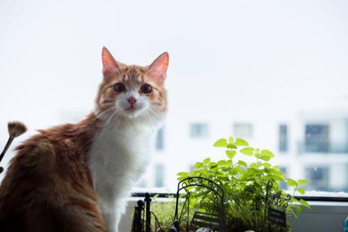 ミントと猫