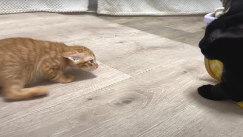成猫から逃げる子猫