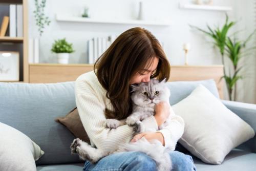困惑する猫