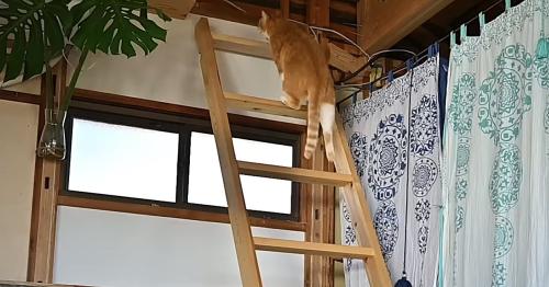 はしごを登る茶トラ白
