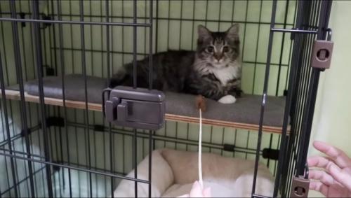 ケージの中からカメラを見つめるキジトラ猫