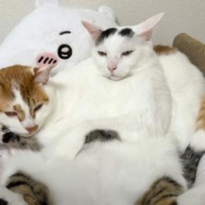 後輩を『猫枕』にした先輩猫...あまりの『ふてぶてしい』態度に「凄い貫禄だねえw」「重たくないのかなw」と思わず笑っちゃう人が続出