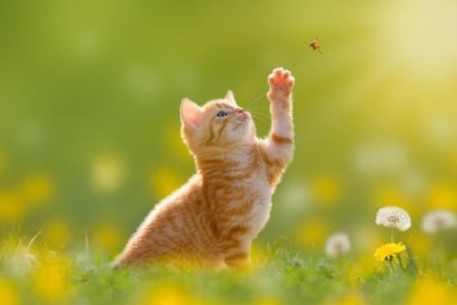 てんとう虫を捕まえようとする子猫