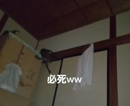壁を登るチルちゃんと見つめるリラちゃん
