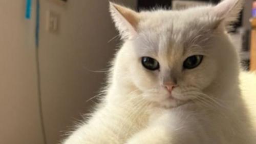 室内にいる猫