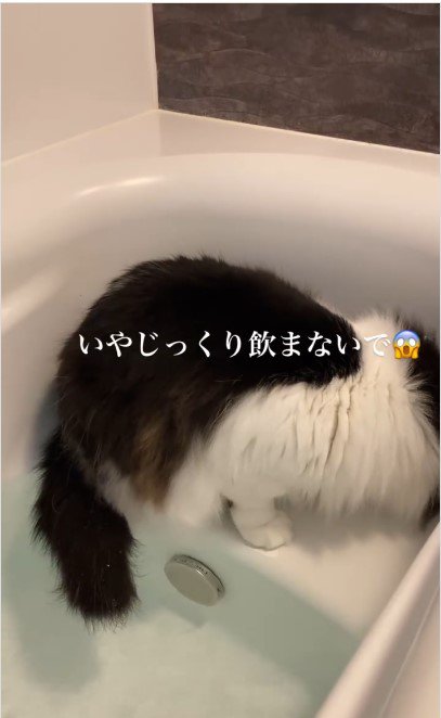 お湯を飲んでいる猫%%じっくり楽しみます