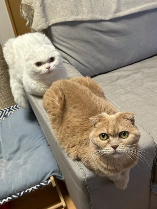 くつろぐ2匹の猫