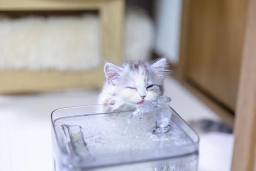 猫と自動給水装置