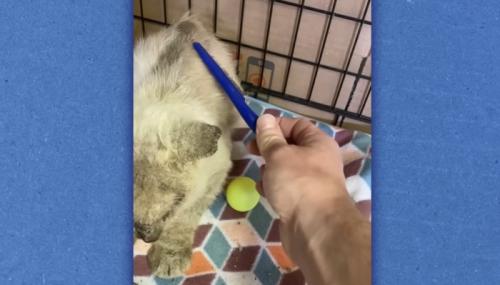 ケージの中に人の手と猫