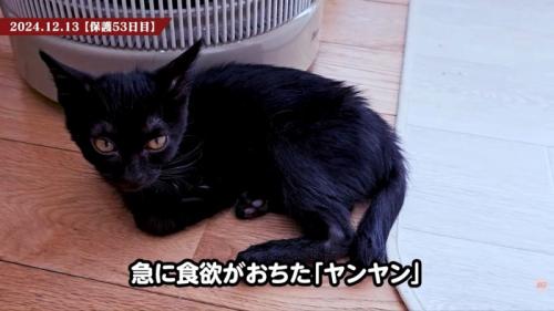 テロップ「急に食欲がおちた~」
