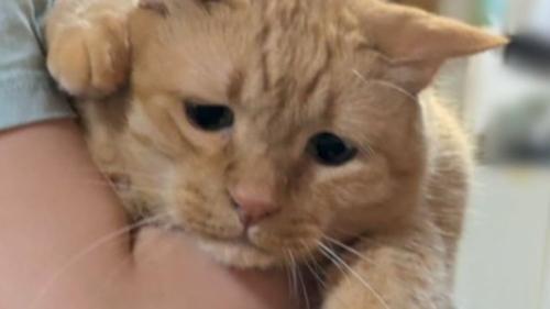 室内にいる猫