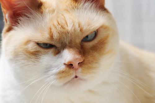 不満げな顔の猫