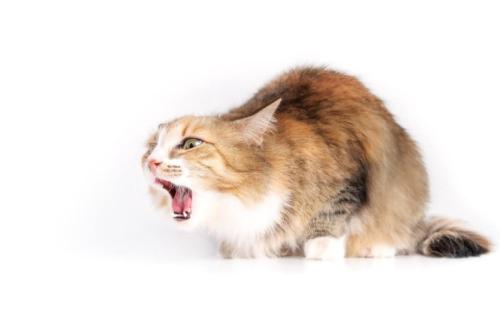 吐く直前の猫