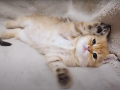 寝転がる子猫