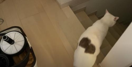 階段の上に立って下をのぞき込む猫