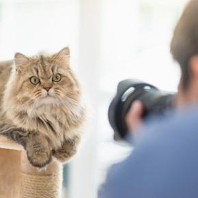 愛猫を『プロカメラマン』に撮影してほしい！撮影場所は？費用は？知っておきたい5つのこと 
