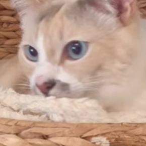 リラックスしていた猫→パパが『おなら』をした次の瞬間…突然の