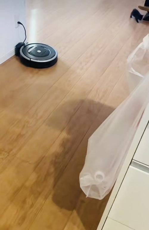 リビングを歩く赤ちゃん猫