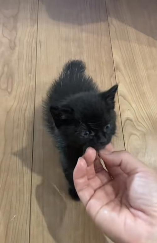 ママに顎を撫でられる赤ちゃん猫