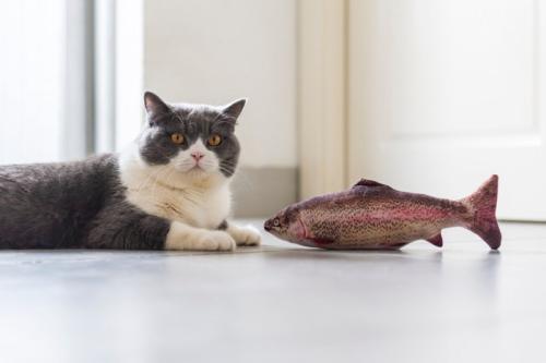 けりぐるみと猫