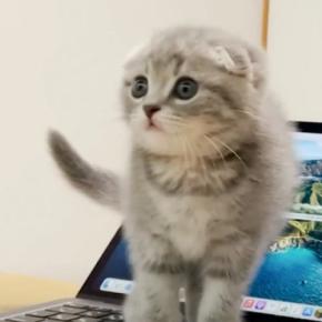 赤ちゃん猫の『かまって攻撃』で作業を中断した飼い主→再開してみると……