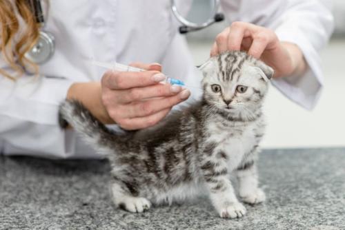 注射を打たれている子猫