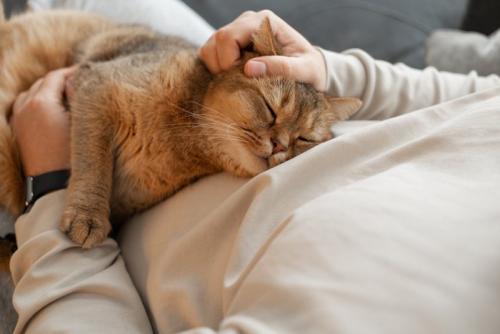 目を細めて抱かれる猫