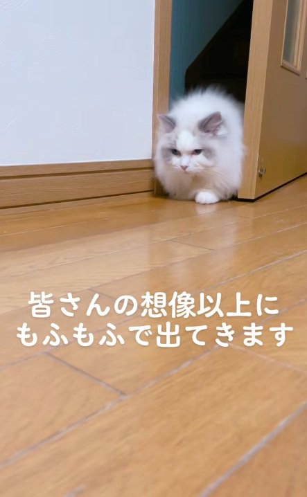 ドアから出てこようとしているラグドール