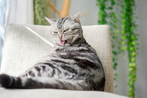毛づくろいするサバトラ猫