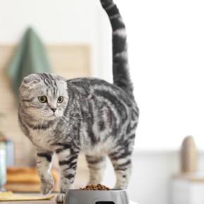 猫がホリホリと『掘りたくなる場所』4選　そもそも、なぜ掘りたがるの？