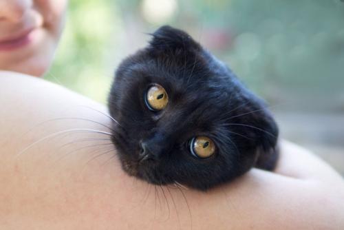 人に抱かれてこちらを見つめる黒猫