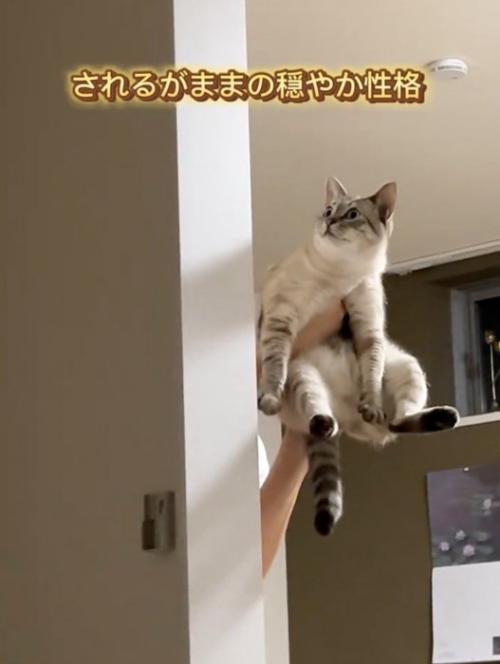 抱っこされる猫