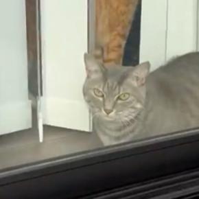 すっぴんで窓際にいる猫に近づいたら…飼い主さんショックの『まさかの反応』が122万表示「防犯意識高めww」「えっで笑ってしまった」
