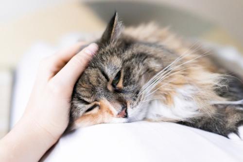 ぐったりしている猫をなでる手